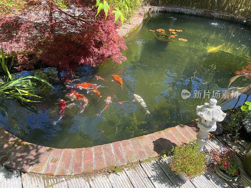 锦鲤池与大型锦鲤鱼喂养和游泳在过滤水，景观禅宗日本花园与枫树/槭树，灯笼，竹子和砖边缘池塘的水特征